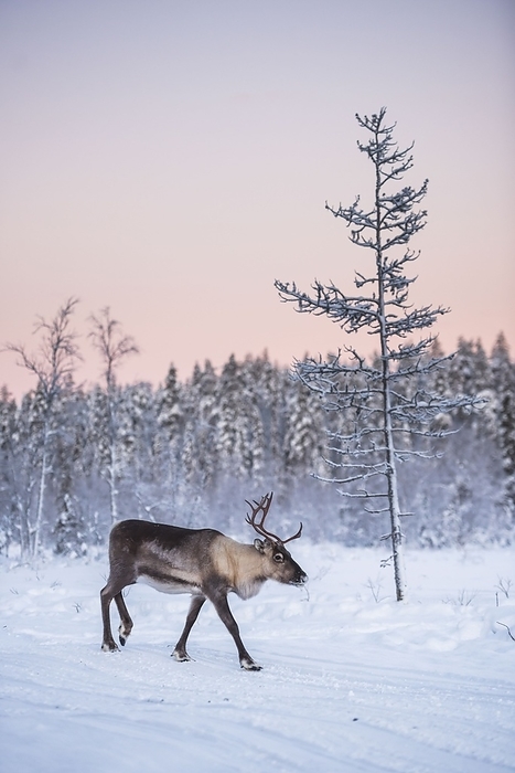 Reindeer at Christmas in the frozen cold snow covered winter landscape in Lapland in Finland Reindeer at Christmas in the frozen cold snow covered winter landscape in Lapland in Finland