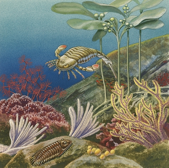 Palaeozoic underwater reef, illustration Palaeozoic underwater reef. Illustration of animal and primordial plant forms reconstructed from fossil remains., Photo by De Agostini Picture Library, UNIVERSAL IMAGES GROUP SCIENCE PHOTO LIBRARY SCIENCE PHOTO LIBRARY