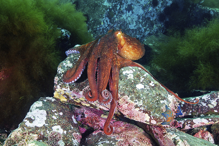 Giant Pacific octopus Giant Pacific octopus  Enteroctopus dofleini  on rocks. This is the largest of all octopuses. The largest recorded specimen weighed over 180 kilograms and had an arm span of nearly ten metres. Octopuses have excellent vision, although they are colour blind. The giant Pacific octopus lives around the northern edge of the Pacific Rim. Photographed in the Sea of Japan., Photo by ALEXANDER SEMENOV SCIENCE PHOTO LIBRARY