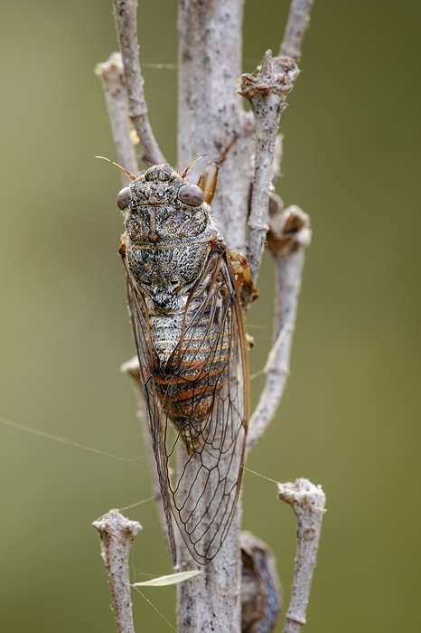 Cicada Top down view of the cicada  Tibicina haematodes  resting on the stem of a herbaceous plant in a corfiot olive grove. Sometimes known as the Vineyard Cicada it is a member of the Hemiptera insect order. The larvae can spend may years living underground before emerging and moulting into the adult form. The adults song is species specific. Photographed in Corfu, Greece, in June., Photo by HEATH MCDONALD SCIENCE PHOTO LIBRARY