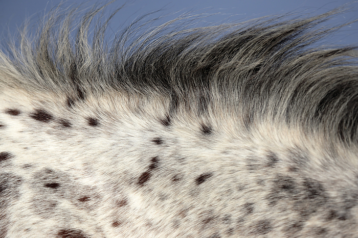 Appaloosa horse Close up of an Appaloosa horse mane  Equus ferus caballus . Photographed near Cape Town, South Africa. The Appaloosa is an American horse breed best known for its colourful spotted coat pattern. There is a wide range of body types within the breed, stemming from the influence of multiple breeds of horses throughout its history. Each horse s colour pattern is genetically the result of various spotting patterns overlaid on top of one of several recognized base coat colours. The colour pattern of the Appaloosa is of interest to those who study equine coat colour genetics, as it and several other physical characteristics are linked to the leopard complex mutation  LP . Appaloosas are prone to develop equine recurrent uveitis and congenital stationary night blindness  the latter has been linked to the leopard complex., Photo by DR NEIL OVERY SCIENCE PHOTO LIBRARY
