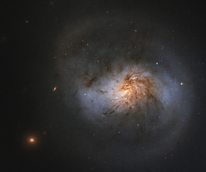 Barred spiral galaxy, Hubble image Barred spiral galaxy NGC 1022, Hubble Space Telescope image. This galaxy is located in the constellation Cetus, 66 million light years away from Earth. The centre of the galaxy has a bar of stars with swirling arms emerging from its ends. This galaxy was observed by Hubble in order to study black holes and to research whether there is a link between the size of a black hole and the properties of a galaxy., Photo by ESA Hubble   NASA, A. Seth SCIENCE PHOTO LIBRARY