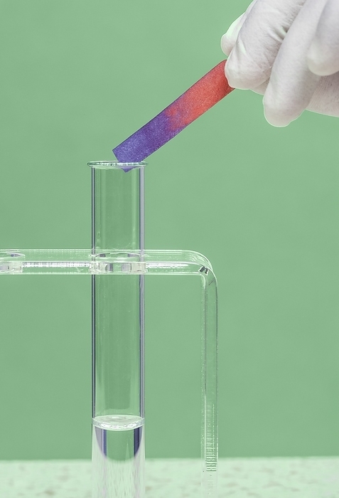 Red litmus paper turned blue by ammonia. Strip of damp red litmus paper turning blue at mouth of test tube of ammonia. Red litmus paper reacts with an alkali by turning blue when held over the mouth of a test tube of liquid ammonia. If the paper is dampened with water it will react with the vapor of an alkali like ammonia, which is highly volatile, as the gas dissolves into it. Ammonia has a very strong odour., Photo by MARTYN F. CHILLMAID SCIENCE PHOTO LIBRARY