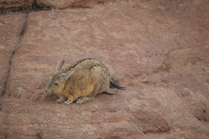 Southern viscacha, Siloli Desert, Bolivia Southern viscacha  Lagidium viscacia , one of the three species of mountain viscachas that live in the Andes Mountains. They inhabit sparsely vegetated rocky outcrops, cliffs and slopes and spend most of the day among the rocks and ledges, where they eat grasses, mosses, and lichens. Southern viscachas have very long ears and resemble long tailed rabbits with a body length of 30 to 45 cm. Photographed in the Siloli Desert, Bolivia., Photo by DAVID TAYLOR SCIENCE PHOTO LIBRARY