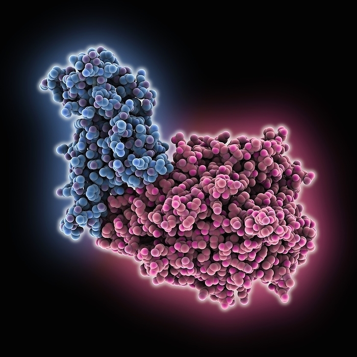 SARS CoV 2 RBD complexed with ACE2, molecular model SARS CoV 2 receptor binding domain  RBD  complexed with ACE2, molecular model. The RBD is shown in blue, ACE2  Angiotensin converting enzyme 2  in red., Photo by LAGUNA DESIGN SCIENCE PHOTO LIBRARY