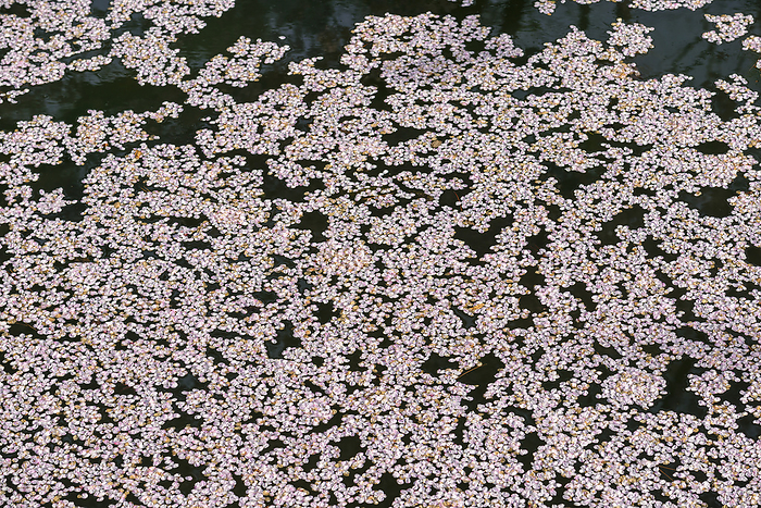 Flower Rafts in Hirosaki Park Hirosaki City, taken at the outer moat of Hirosaki Park
