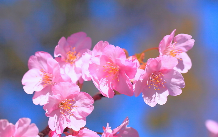 Cherry blossom Kawazu-zakura, flower and bud