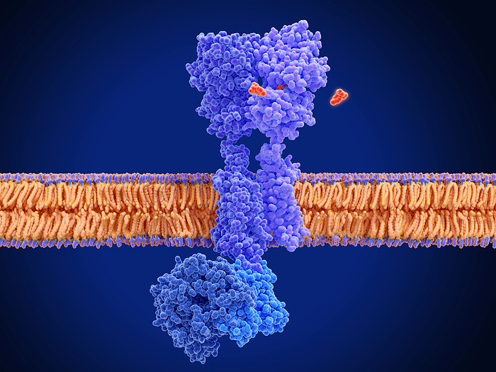 GABA B receptor activation, molecular model Molecular model of GABA B receptor  centre, darker blue and purple , an example of a G coupled protein receptor  GPCR , binding to the agonist baclofen  red . The binding of the drug baclofen to the GABA B receptor causes the alpha subunit of the G protein  bottom, light blue  to exchange its bound molecule of GDP  not seen, guanosine diphosphate  for a molecule of GTP  guanosine triphosphate . This releases the alpha subunit from the GABA B receptor, allowing it to bind to the enzyme adenylyl cyclase and activate it. Adenylyl cyclase catalyses the conversion of ATP  adenosine triphosphate  to cyclic adenosine monophosphate  cAMP . cAMP regulates numerous cell functions. , by JUAN GAERTNER SCIENCE PHOTO LIBRARY