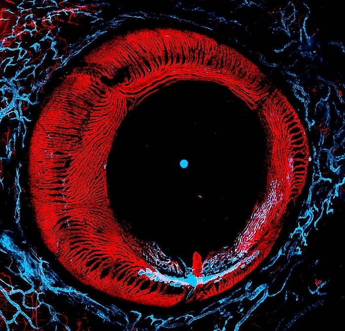 Adult zebrafish eye, confocal light micrograph Confocal light micrograph of the eye of an adult zebrafish eye  Danio rerio  showing blood vessels  red  and lymphatic vessels  blue ., Photo by Daniel Castranova, National Institute of Child Health and Human Development NATIONAL INSTITUTES OF HEALTH SCIENCE PHOTO LIBRARY