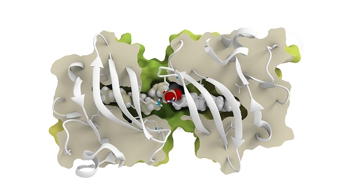 Beta lactoglobulin protein molecule, illustration Molecular model showing a beta lactoglobulin protein molecule forming a dimer with two fatty docosahexaenoic acid  DHA, sphere model in the centre  molecules. Beta lactoglobulin is a major whey protein, found in cow s milk. It is involved in the transportation of fatty acids. DHA is found in every cell of the human body and it is an important structural component of the skin, eyes and brain. DHA can be obtained in the diet from seafood and fish oil., Photo by RAMON ANDRADE 3DCIENCIA SCIENCE PHOTO LIBRARY