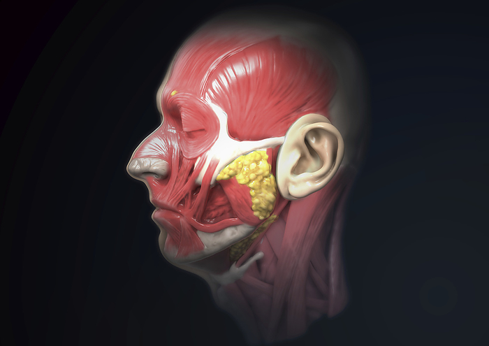 Human head anatomy, illustration Illustration of the human head. Muscles are red, tendons are white and salivary glands are yellow., Photo by MEDICAL GRAPHICS MICHAEL HOFFMANN SCIENCE PHOTO LIBRARY