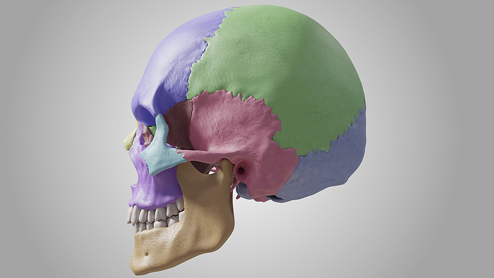 Human skull, illustration Illustration showing a view of the human skull from the left. Bones coloured include: frontal bone  dark blue , zygomatic bone  light blue , maxilla  purple , nasal bone  yellow , parietal  green  and temporal bone  pink ., Photo by MEDICAL GRAPHICS MICHAEL HOFFMANN SCIENCE PHOTO LIBRARY