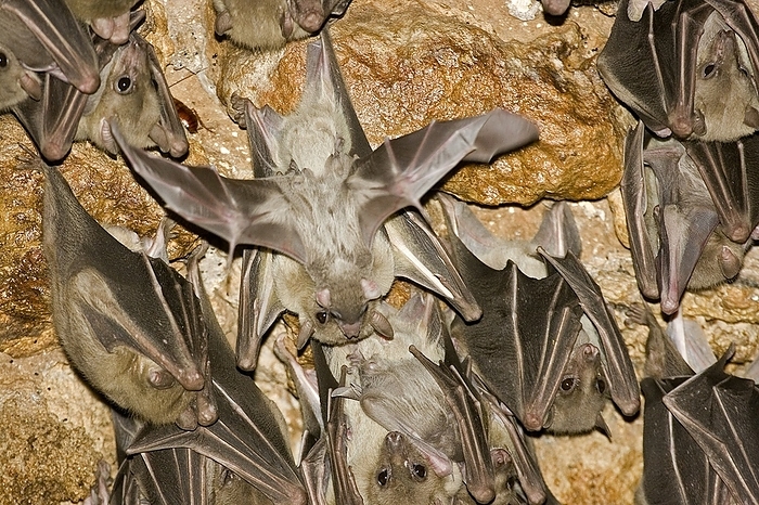 Egyptian rousettes Egyptian rousette bats  Rousettus aegyptiacus  hanging from a cave ceiling. The Egyptian rousette, or Egyptian fruit bat, is a widespread African fruit bat. This species has recently been linked to the deadly Marburg virus and is possibly a vector for transmission of the disease. Photographed in Israel., Photo by PHOTOSTOCK ISRAEL SCIENCE PHOTO LIBRARY