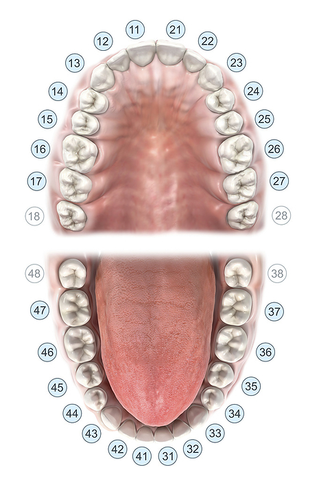 FDI dental notation, illustration FDI dental notation, illustration. Upper and lower jaw with the teeth numbered according to the FDI tooth scheme  or two digit system . This is a dental notation used by dentists internationally to associate information to a particular tooth. The system was first designed by Joachim Viohl, a German dentist, and was then adopted by the FDI World Dental Federation as the internationally recognised notation for teeth. It is used by the World Health Organisation, and in most countries worldwide, except for the USA and the UK, where different notation schemes are used., Photo by MEDICAL GRAPHICS MICHAEL HOFFMANN SCIENCE PHOTO LIBRARY