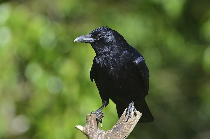 Carrion crow Adult carrion crow  Corvus corone . Photographed in Dorset, UK, in May., Photo by COLIN VARNDELL SCIENCE PHOTO LIBRARY