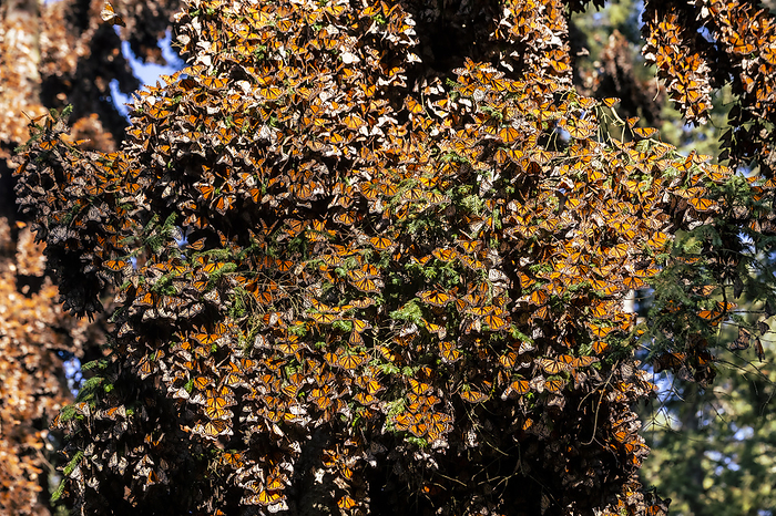 Millions of Butterflies covering trees in the Unesco site Monarch Butterfly Biosphere Reserve, El Rosario, Michoacan, Mexico Millions of butterflies covering trees, Monarch Butterfly Biosphere Reserve, UNESCO World Heritage Site, El Rosario, Michoacan, Mexico, North America, Photo by Michael Runkel