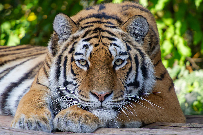 Siberian Tiger Amur tiger, Photo by Tierfotoagentur   J. Gelernter