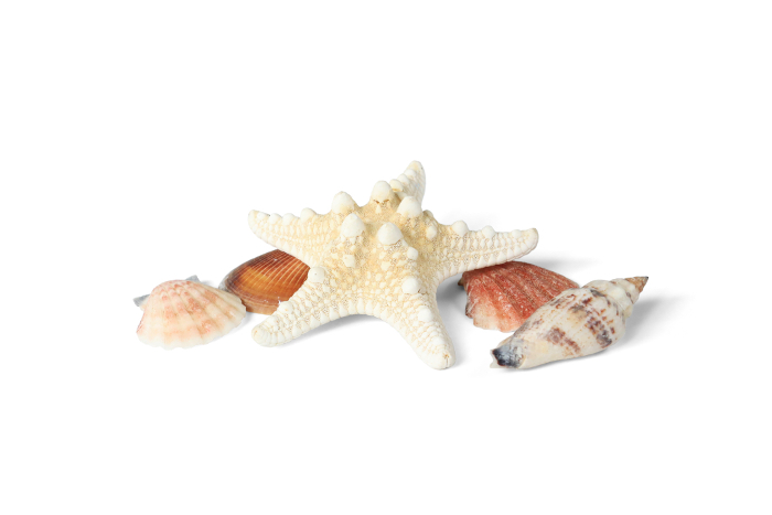 Starfish and Seashells 3 White Background