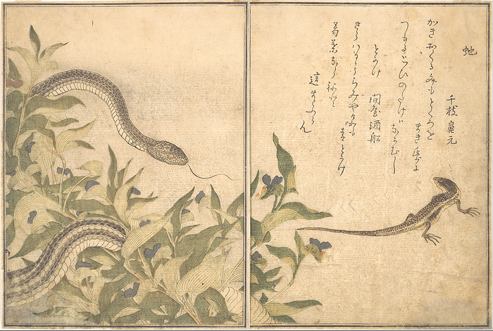 Rat Snake  Hebi   Lizard or Skink  Tokage ..., 1788. Creator: Kitagawa Utamaro. Rat Snake  Hebi   Lizard or Skink  Tokage , from the Picture Book of Crawling Creatures  Ehon mushi erami , 1788.