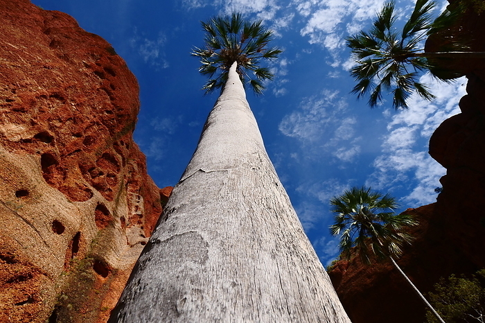 Palm Trees and Blue Skies Palm Gorge Bungle Bungle World Heritage Site Western Australia