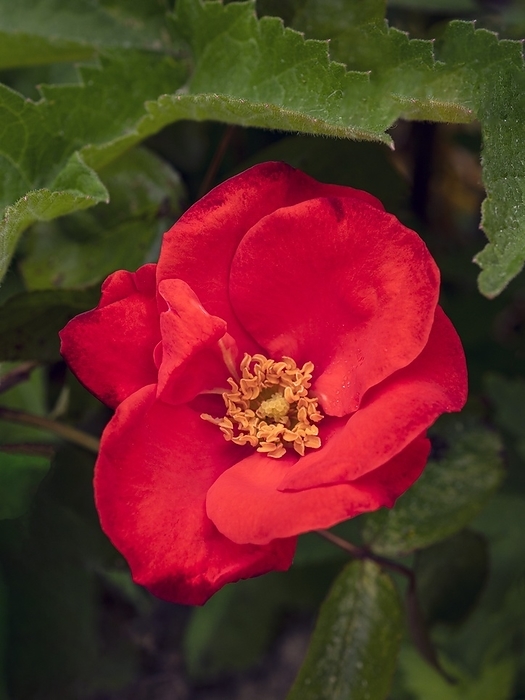 Rose  Rosa  Orangeade   Rose  Rosa  Orangeade  ., Photo by IAN GOWLAND SCIENCE PHOTO LIBRARY