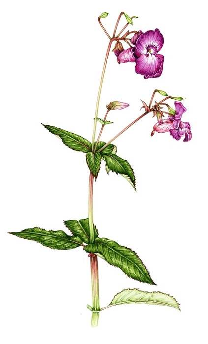 Himalayan balsam  Impatiens glandulifera , illustration Illustration of Himalayan balsam  Impatiens glandulifera ., Photo by LIZZIE HARPER SCIENCE PHOTO LIBRARY