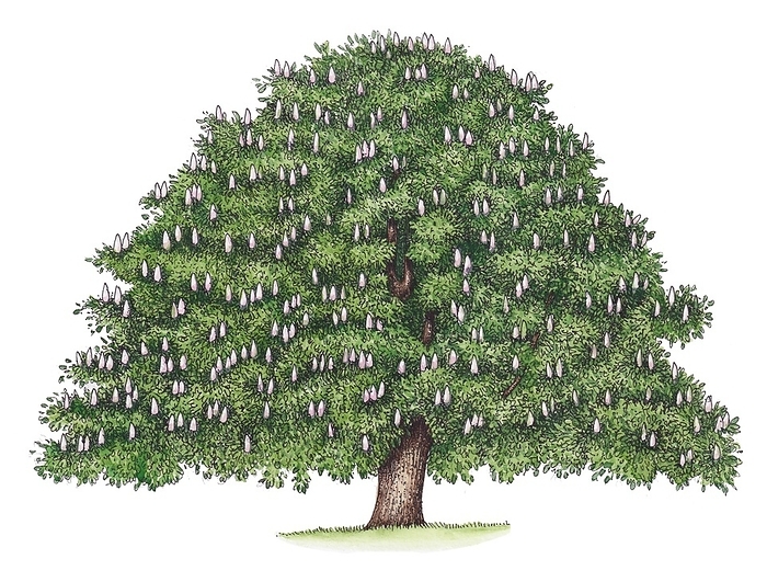 Horse chestnut  Aesculus hippocastanum  tree, illustration Illustration of horse chestnut  Aesculus hippocastanum  tree., Photo by LIZZIE HARPER SCIENCE PHOTO LIBRARY