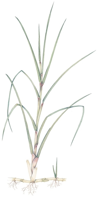 Marram grass  Ammophila arenaria , illustration Illustration of marram grass  Ammophila arenaria ., Photo by LIZZIE HARPER SCIENCE PHOTO LIBRARY
