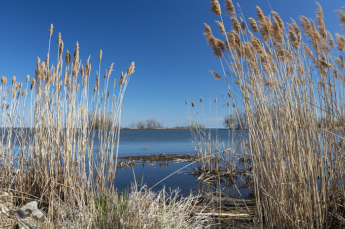 Invasive phragmites, Michigan, USA Non native phragmites  Phragmites australis  growing on the shore of Lake Erie, Rockwood, Michigan, USA. Phragmites are an invasive wetland grass that displaces native plants and are very difficult to eradicate., Photo by JIM WEST SCIENCE PHOTO LIBRARY