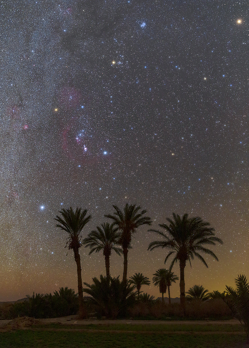 Night sky over Palm Grove, Iran Winter constellations, including Orion, Canis Major and Taurus over a date palm grove in the Central Desert of Iran., Photo by AMIRREZA KAMKAR   SCIENCE PHOTO LIBRARY