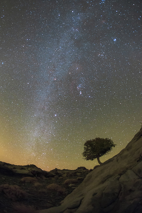 Night sky over tree, Iran Milky Way and bright stars of winter constellations over a mountainous area near Zahedan, southeastern Iran., Photo by AMIRREZA KAMKAR   SCIENCE PHOTO LIBRARY