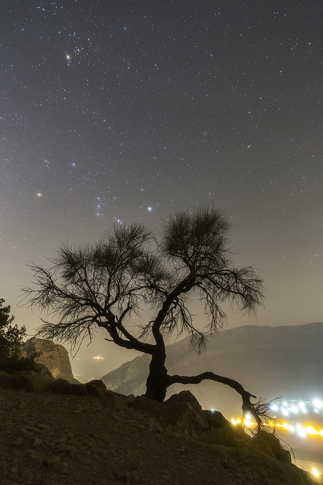 Orion constellation Orion constellation rising over a tree in the highlands of Fars province, Iran., Photo by AMIRREZA KAMKAR   SCIENCE PHOTO LIBRARY