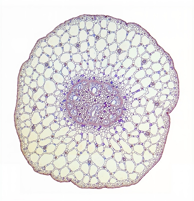 Pondweed stem, LM Pondweed stem. Light micrograph of a transverse section through the stem of a pondweed  Potamogeton sp.  plant. All aquatic plants  hydrophytes  have a similar stem structure. The epidermis of the petiole has a thin cuticle  outer layer  and is permeable to water. The cortex consists of parenchyma cells with large air spaces  lacunae, white circles . The vascular cylinder  dark patch, centre  acts as a cable to resist the movement of water. The outer endodermis encloses a ring of phloem and scattered xylem cells with large cavities. There is no pith. Magnification: x30 when printed 10 centimetres wide., Photo by STEVE GSCHMEISSNER SCIENCE PHOTO LIBRARY