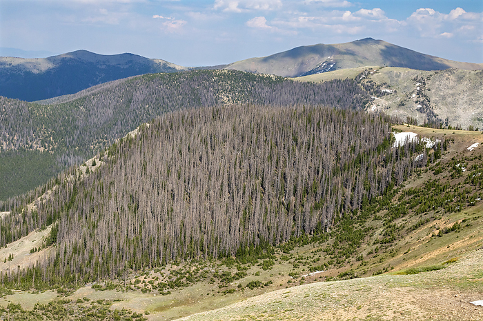 Trees killed by spruce bark beetle, Colorado, USA Trees near the continental divide on Monarch Mountain killed by the spruce bark beetle  Dendroctonus rufipennis . The problem is expected to get worse as the climate warms. Photographed in Monarch, Colorado, USA., Photo by JIM WEST SCIENCE PHOTO LIBRARY