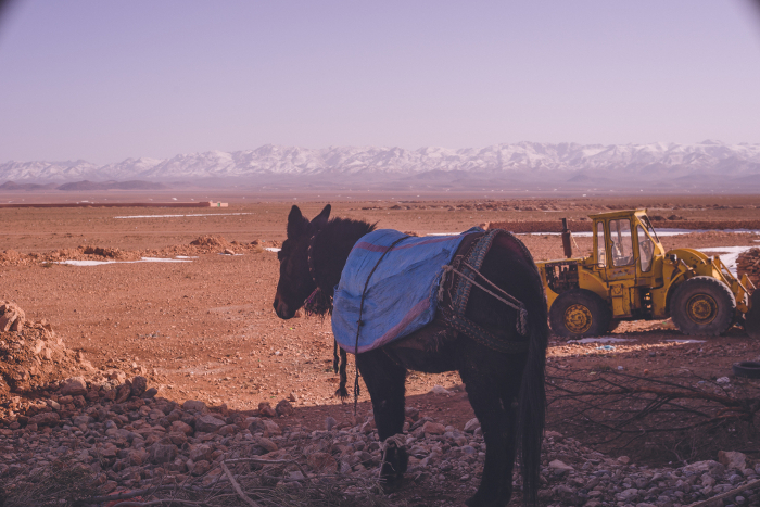Donkeys and the spectacular view of the Todra Valley near Tinelir, Morocco