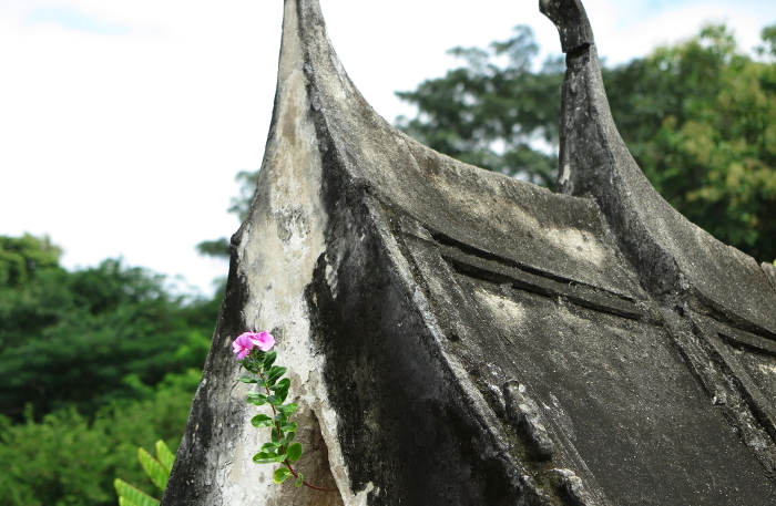 Nitinigo blooming on the eaves of a stone wat, Luang Prabang, Laos.