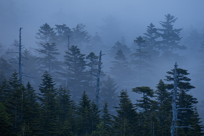 The fog gradually lifted, revealing the forest of the pass.