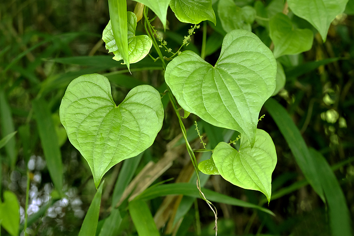 Leaves of Oninidokoro