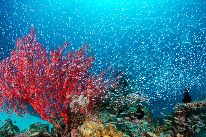 Red anemone and a school of scorpionfish