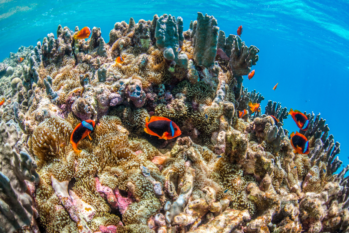 A colony of clownfish