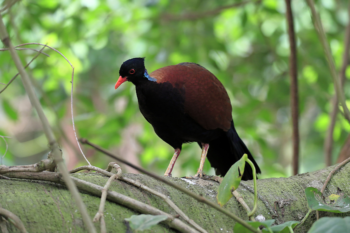Fasanentaube Pheasant Pigeon, Otidiphaps nobilis, adult on tree searching for food, captive, New Guinea