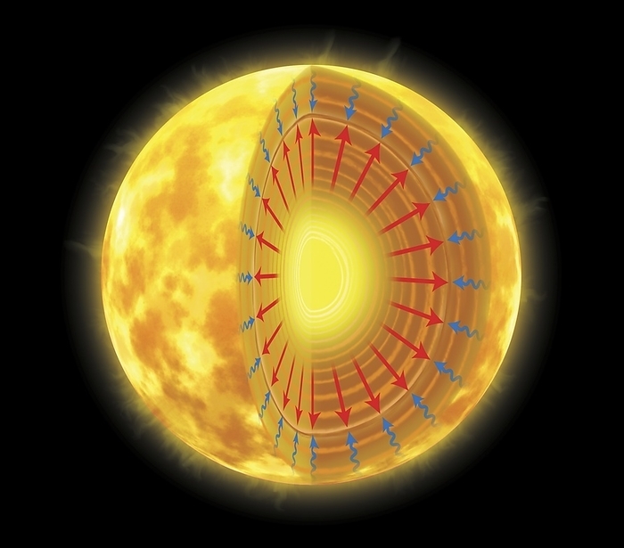 Gravitational and thermal forces in the Sun, illustration Gravitational and thermal forces in the Sun, cutaway illustration. The Sun, like all stars, is powered by nuclear fusion in its core as its immense mass creates the inwards force of gravity  blue arrows . The Sun would collapse under this gravitational force without the outward thermal pressure  red arrows  from the nuclear fusion of hydrogen in its core. This fusion releases heat and light energy that propagates outwards to reach the surface of the Sun.