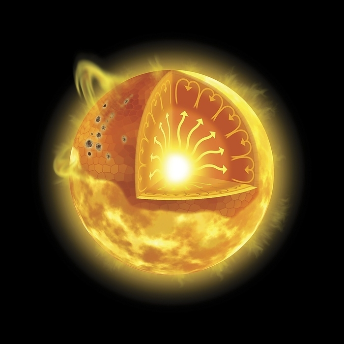 Internal and surface structure of the Sun, illustration Internal and surface structure of the Sun, cutaway illustration. At the Sun s core, hydrogen atoms undergo nuclear fusion, producing helium atoms and releasing heat and light energy as photons. These radiate outwards  yellow arrows  through the inner region  radiative zone  to the outer convection zone layer. Here, solar plasma rises in thermal columns to the visible surface  photosphere , creating convection cells  orange arrows  and granulation patterns  upper left  on the surface. Intense magnetic fields on the surface of the Sun inhibit convection, causing regions of lower temperature  sunspots, dark spots, some at upper left . Solar prominences are shown erupting from the Sun s surface.