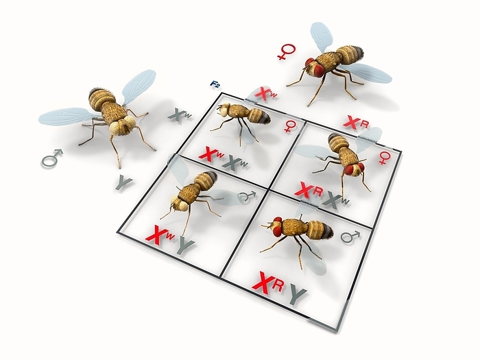 Morgan s sex linkage experiment, illustration Morgan s sex linkage experiment, illustration. Punnet square showing one of the experiments performed in 1910 by US geneticist Thomas Hunt Morgan. He crossed a mutant white eyed male fly  Drosophila melanogaster  with a red eyed female fly to produce a generation of F1 flies. He then mated a white eyed male  upper left  with an F1 red eyed female fly  upper right  to obtain the F2 generation illustrated here. The X chromosome is carrying the colour trait: white  W  or red  R . The F2 males have white eyes when they inherit the mutant  white  gene on the X chromosome from their mother. F2 females only show the trait if they inherit mutant genes on both X chromosomes. This phenomenon is known as sex link inheritance, and the trait examined here is an X linked recessive trait. This work led to Morgan being awarded the 1933 Nobel Prize in Physiology or Medicine.