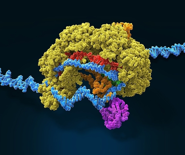 CRISPR Cas6 gene editing complex, illustration CRISPR Cas6 gene editing complex, molecular structure. CRISPR Cas protein complexes  the example here is Cas6, yellow  are used in genome engineering to cut DNA  deoxyribonucleic acid . The system uses a guide RNA  ribonucleic acid  sequence  red  to cut DNA  blue  at a complementary cleavage site. The Cas 6 complex is found in Pseudomonas aeruginosa bacteria. This is a surveillance complex, able to target foreign DNA. Also shown here are the proteins associated with this complex: Csy1  orange  Csy 2  green , Csy3  darker orange  and Csy4  violet .