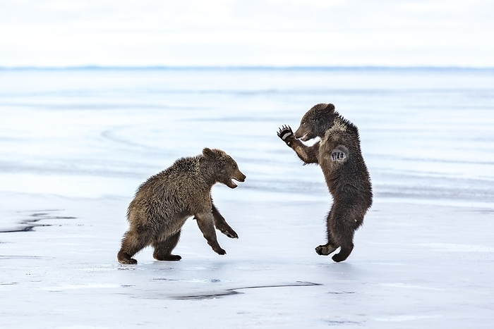 Brown bear cubs play fighting on ice Brown bear  Ursus arctos  cubs play fighting on ice. Brown bears have an average of two cubs in a litter. The cubs usually stay with their mother for 2 3 years. Brown bears are mainly vegetarian and feed on a wide variety of plants, but they will also eat meat when available, both by hunting and by scavenging for carrion. Brown bears are mainly solitary animals, foraging in mountains and river valleys in Eurasia and north western North America. Photographed in Russia.