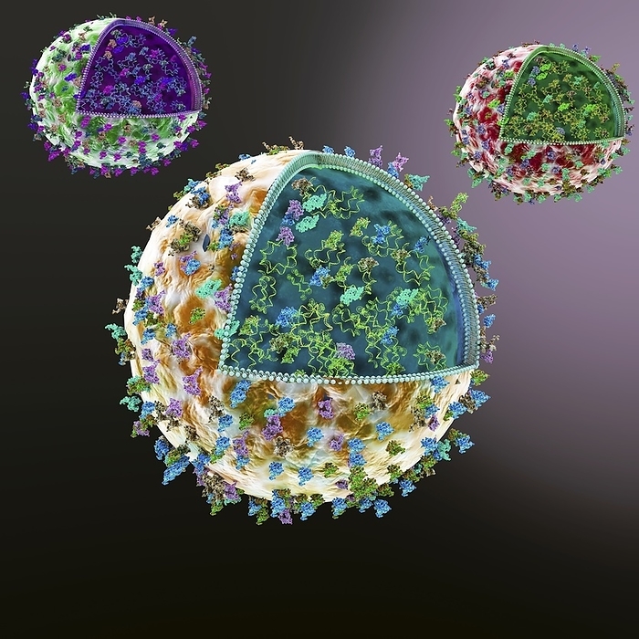 Exosome complexes in cells, illustration Exosome complexes in cells, illustration. Exosomes are multi protein complexes that function to break up strands of RNA  ribonucleic acid, green  during biochemical processes in cells. This is shown here inside three cells  spherical , with the interiors shown in cutaway view. The exosomes have protein subunits that are ribonucleases, enzymes that degrade RNA. The cell membrane is shown with surface proteins.