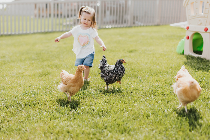 child Young girl chases chickens in her backyard on a sunny summer day, Sioux Falls, SD, United States