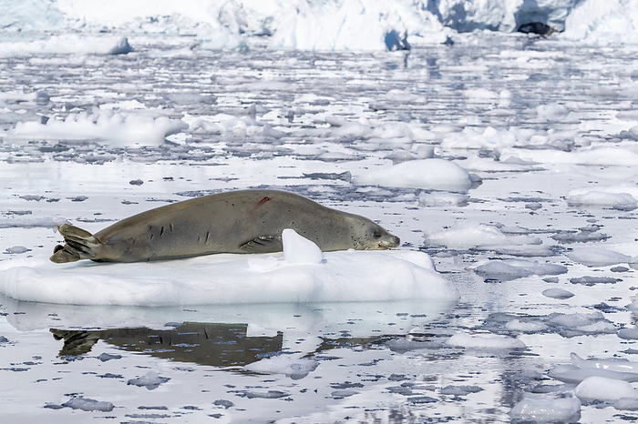 An adult crabeater seal, Lobodon carcinophaga, hauled out on the ice in Paradise Bay, Antarctica. An adult crabeater seal  Lobodon carcinophaga , hauled out on the ice in Paradise Bay, Antarctica, Polar Regions, Photo by Michael Nolan
