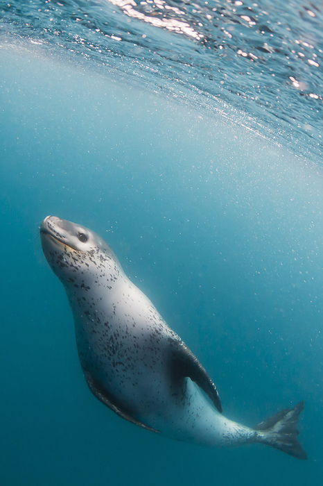A curious adult leopard seal, Hydrurga leptonyx, underwater near Coronation Island, Antarctica. A curious adult leopard seal  Hydrurga leptonyx , underwater near Coronation Island, Antarctica, Polar Regions, Photo by Michael Nolan